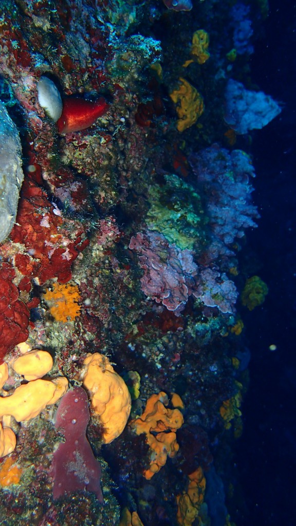 colorful underwater world