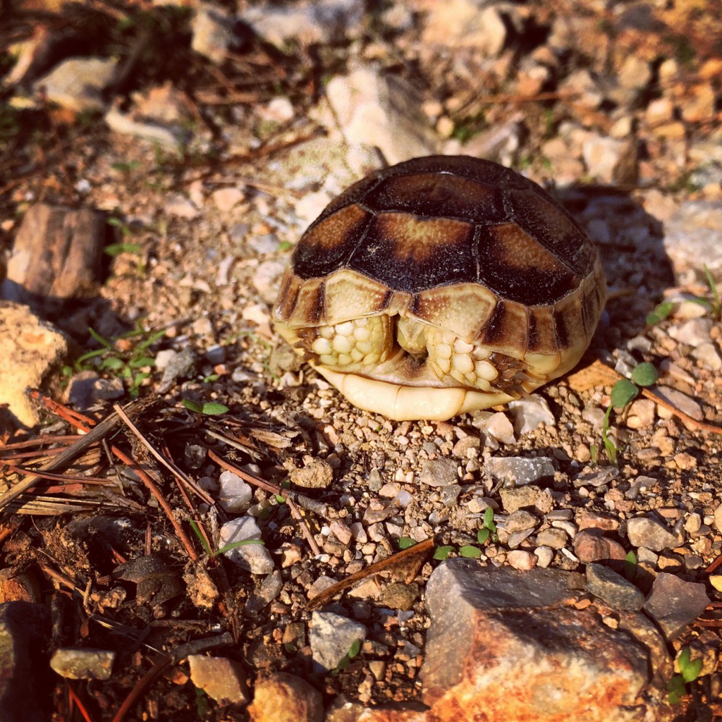 Small tortoise in the park