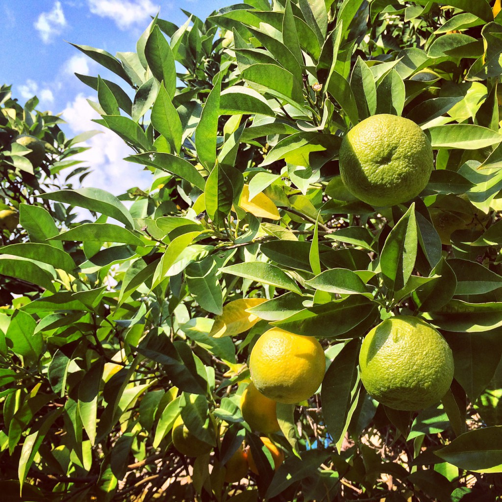 Fresh fruits grow inside the hotel